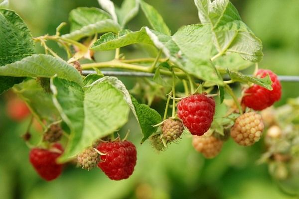 Une étude sur les coûts de production des framboises désormais accessible aux États-Unis