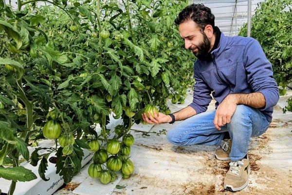 L'eau saumâtre intensifie la saveur des tomates