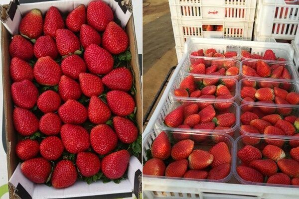 L'Égypte est en passe de dépasser le volume d'exportation de fraises de la saison précédente.