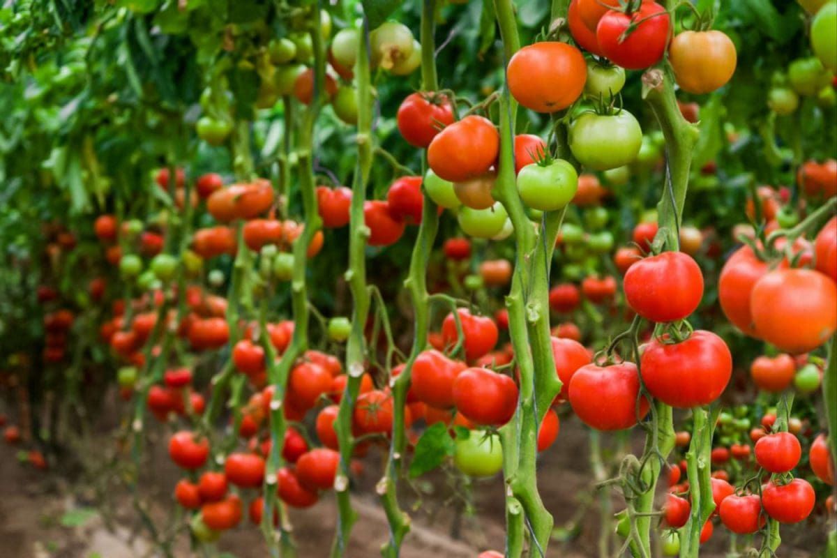 Le Maroc est devenu le deuxième fournisseur de tomates de l'UE en 2024