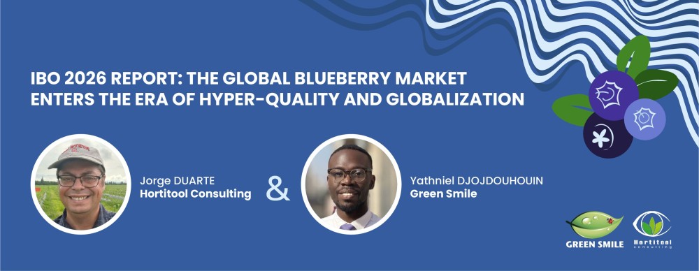 IBO 2026 Report: The Global Blueberry Market Enters the Era of Hyper-Quality and Globalization