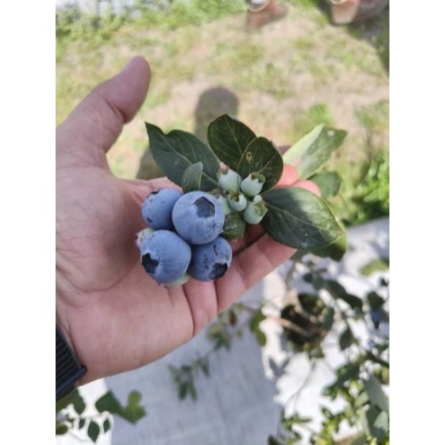 One Continent, Two Blueberry Models : How North and Southern Africa are building the next chapter of the blueberry industry