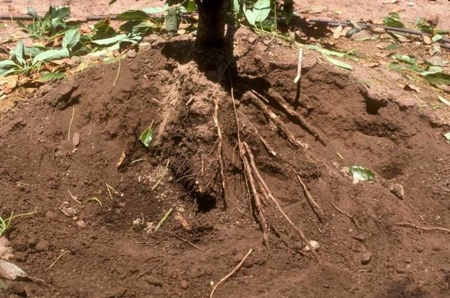 Distinguer les symptômes du stress hydrique et de la pourriture des racines de l’avocatier : le programme en 12 étapes