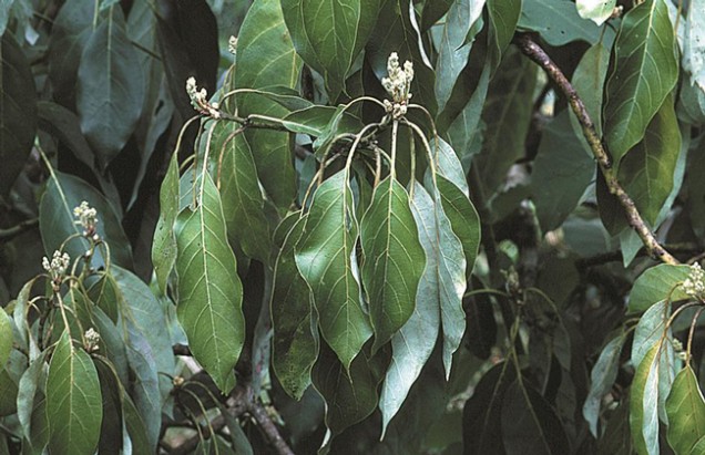 Distinguishing Between Symptoms of Drought  And Root Rot in Avocado - The 12 Step Program
