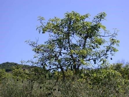 Distinguishing Between Symptoms of Drought  And Root Rot in Avocado - The 12 Step Program