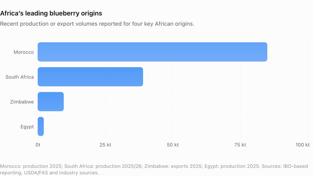 Un continent, deux modèles de production de myrtilles : Comment l’Afrique du Nord et l’Afrique australe écrivent le prochain chapitre de la filière myrtille