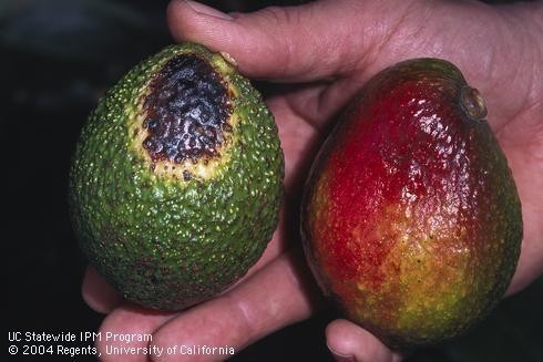 Distinguer les symptômes du stress hydrique et de la pourriture des racines de l’avocatier : le programme en 12 étapes