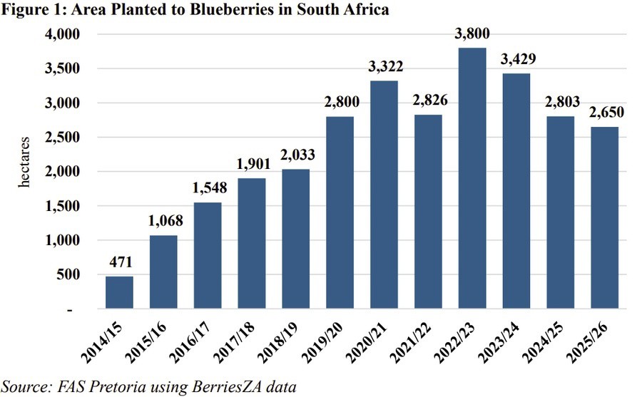 One Continent, Two Blueberry Models : How North and Southern Africa are building the next chapter of the blueberry industry