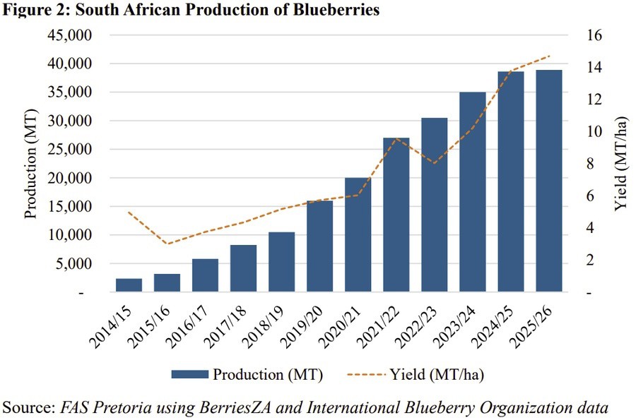 One Continent, Two Blueberry Models : How North and Southern Africa are building the next chapter of the blueberry industry