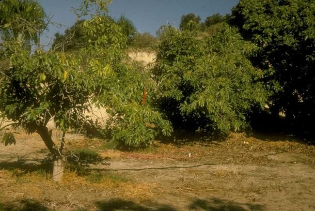 Distinguishing Between Symptoms of Drought  And Root Rot in Avocado - The 12 Step Program