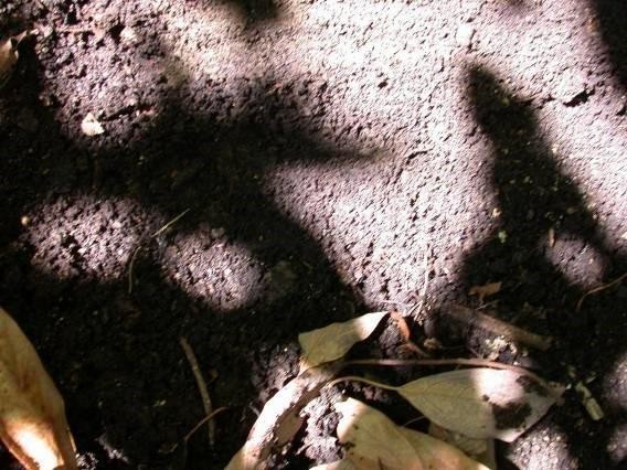 Distinguer les symptômes du stress hydrique et de la pourriture des racines de l’avocatier : le programme en 12 étapes