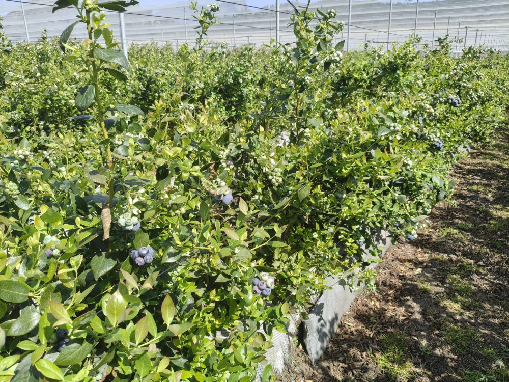 One Continent, Two Blueberry Models : How North and Southern Africa are building the next chapter of the blueberry industry