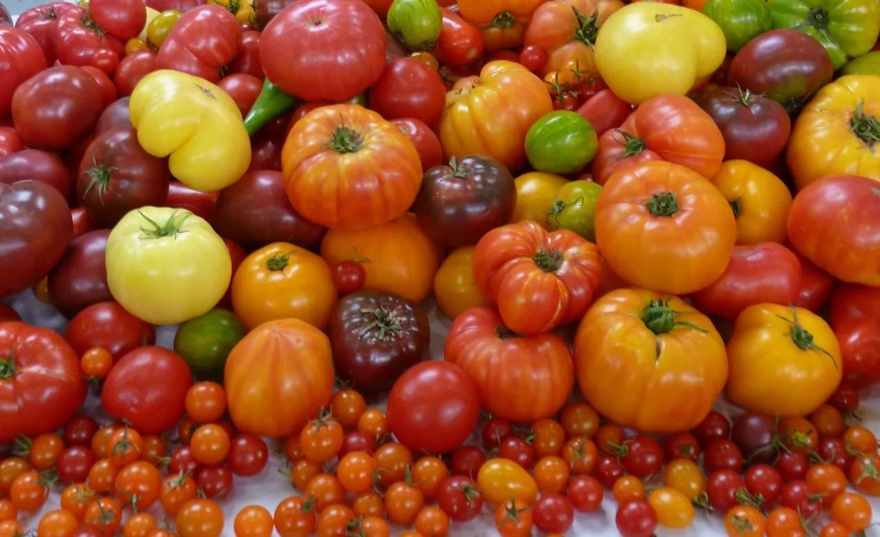 Low tomato prices in 2024