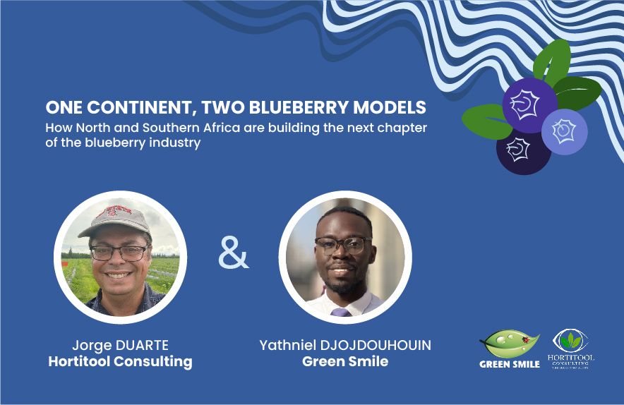 Un continent, deux modèles de production de myrtilles : Comment l’Afrique du Nord et l’Afrique australe écrivent le prochain chapitre de la filière myrtille