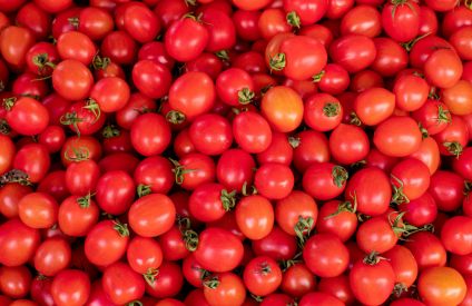 Tomates au Maroc : reprise des exportations après une chute brutale des prix