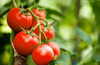 Blueberry exports increase by 20%