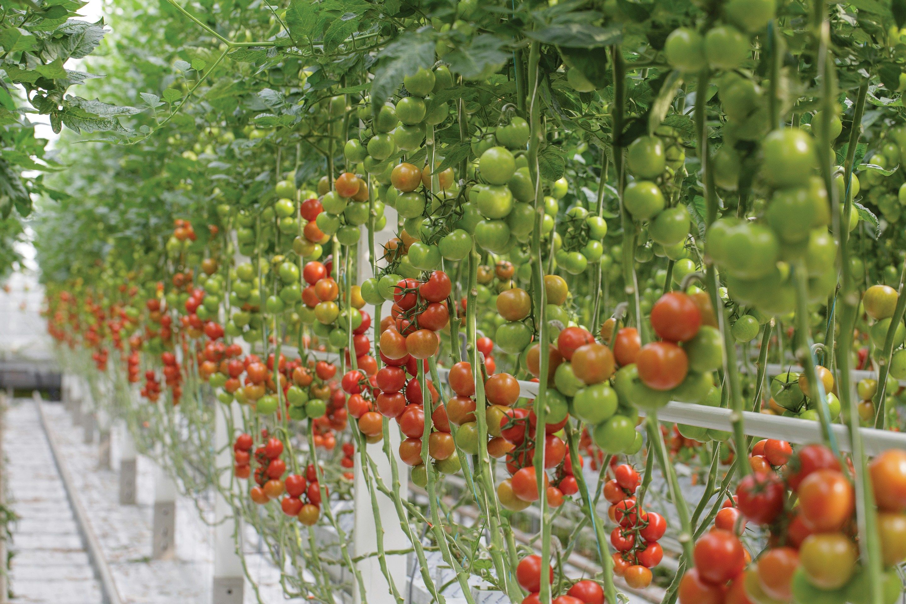 Tomato: Recycled process water, an EC management challenge