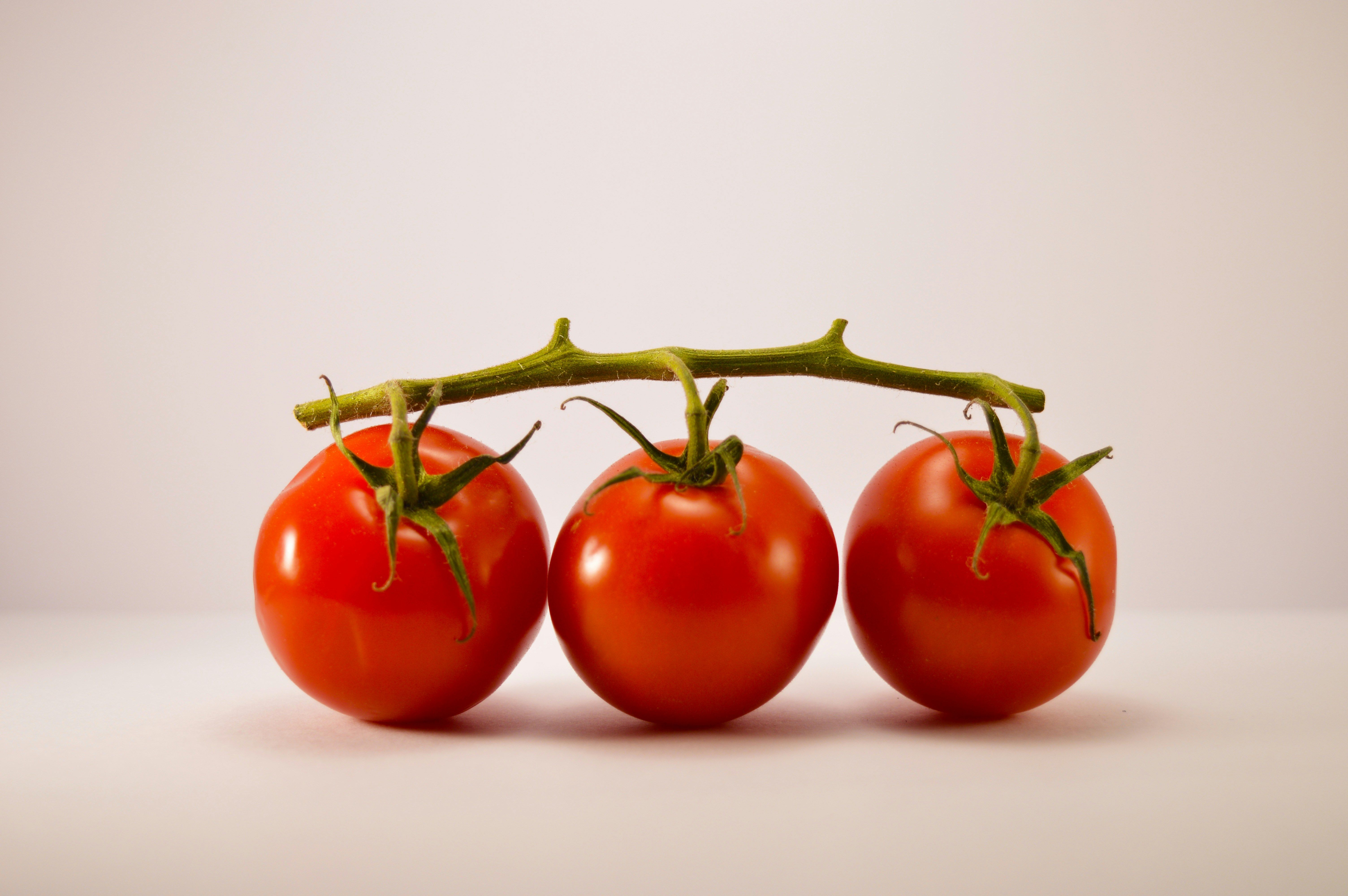 Finlande : les exportations marocaines de tomates atteignent un niveau record