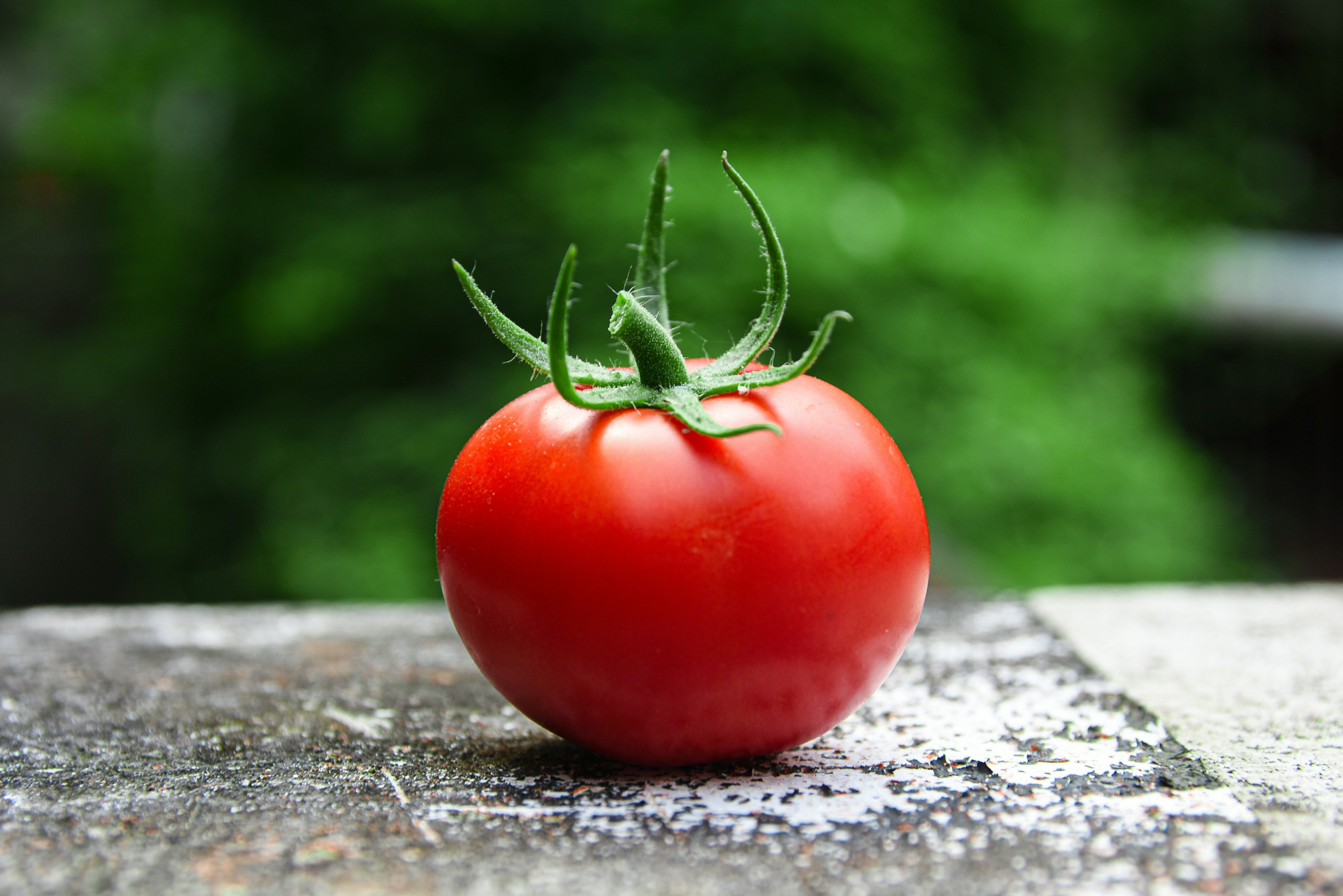 Tomates au Maroc : l'APEFEL et la FIFEL démentent un arrêt des exportations et confirment des ajustements temporaires
