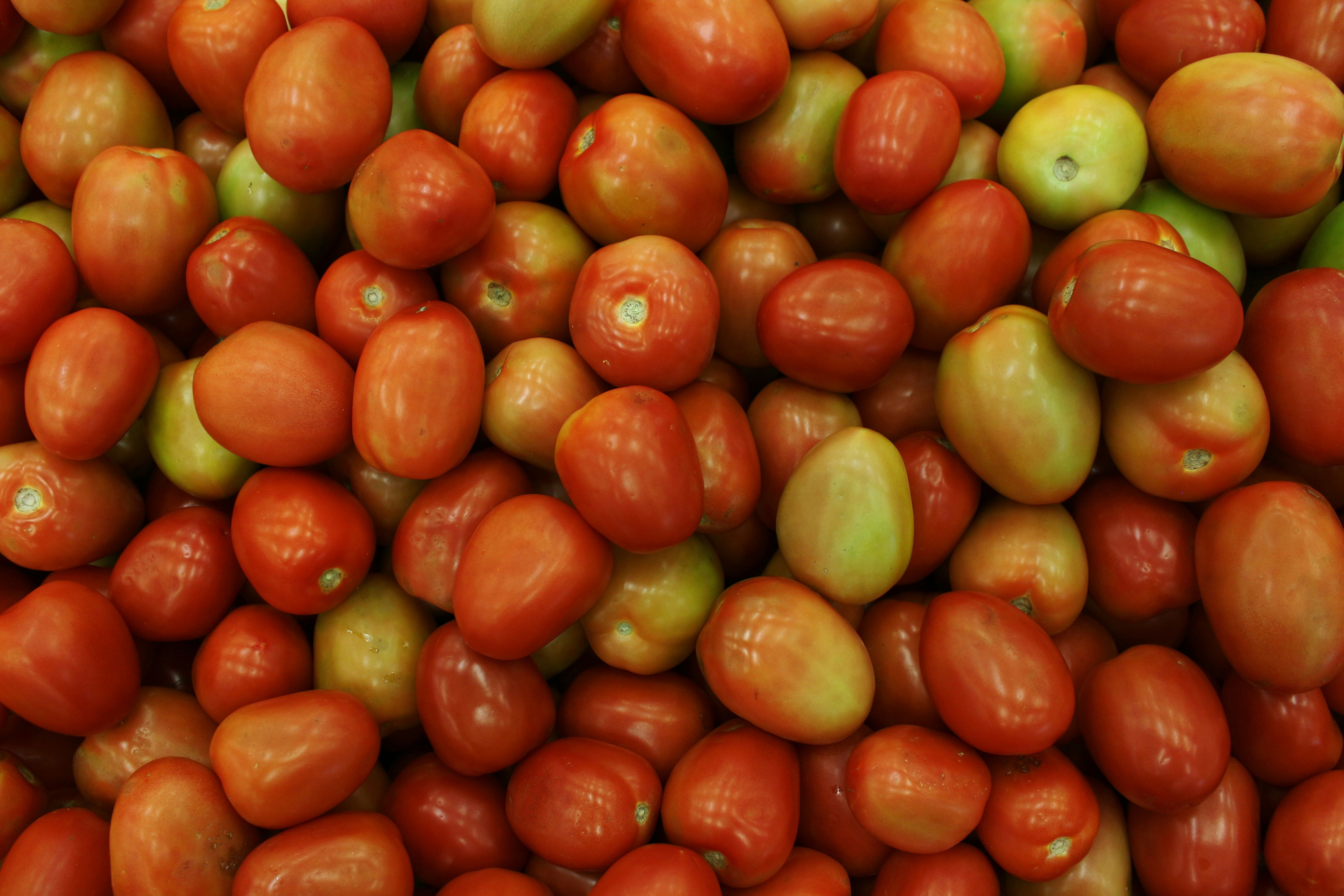 Mexique : les prix de la tomate s’envolent sous l’effet du gel, de l’insécurité et des coûts