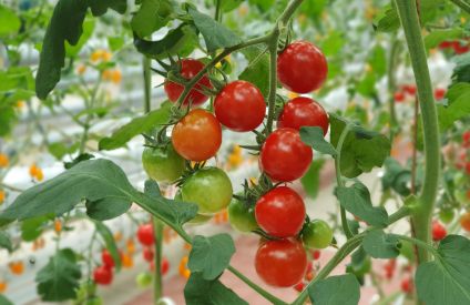 Tomates marocaines : climat, maladies et logistique pèsent sur les exportations