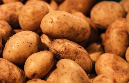 Pommes de terre : des rotations plus longues pour des rendements plus élevés et des cultures plus saines