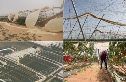 Tempête au Souss-Massa : lourdes pertes agricoles et risques de perturbations sur l’export