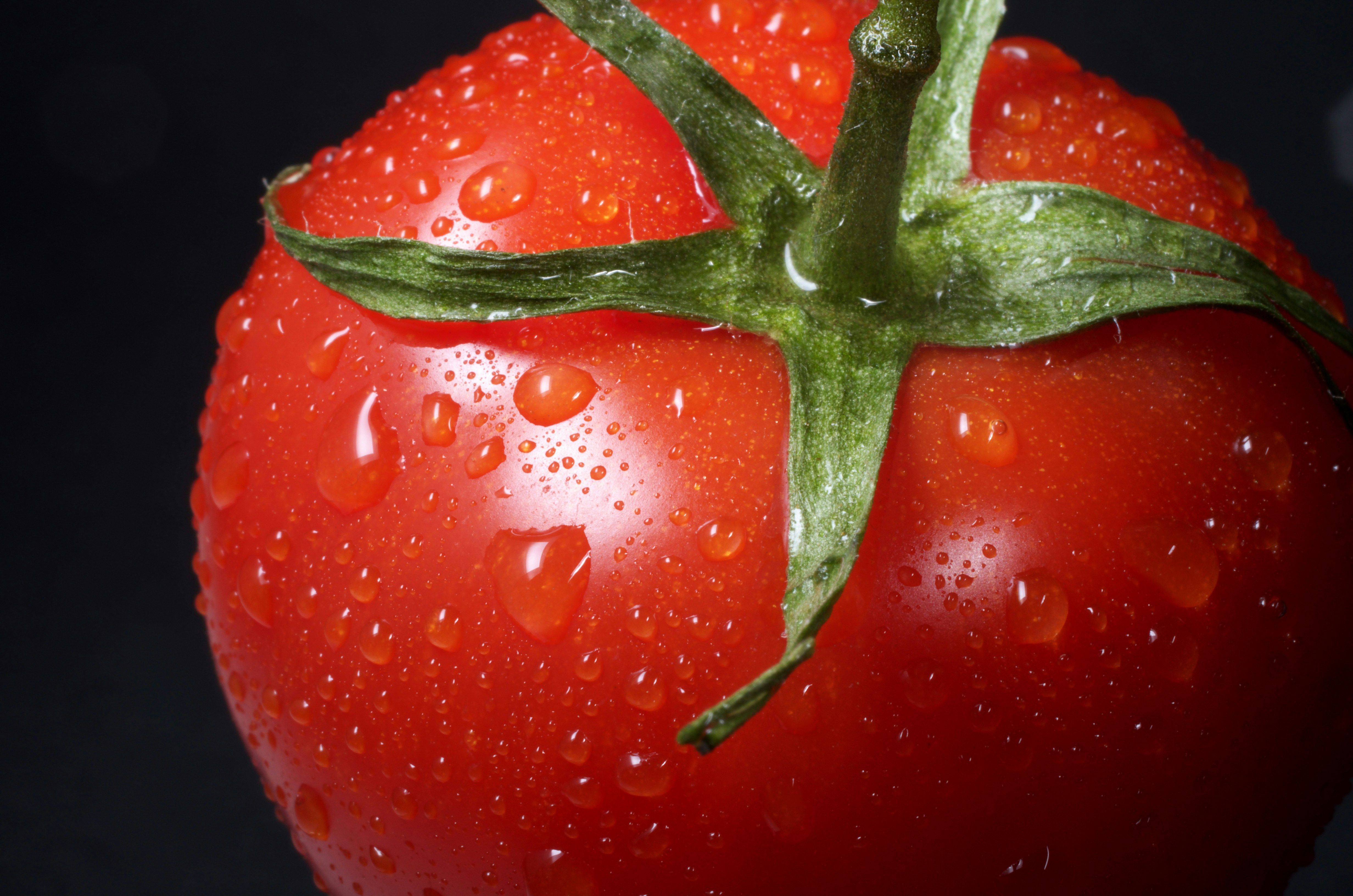 Les exportations marocaines de tomates atteignent 745 000 tonnes