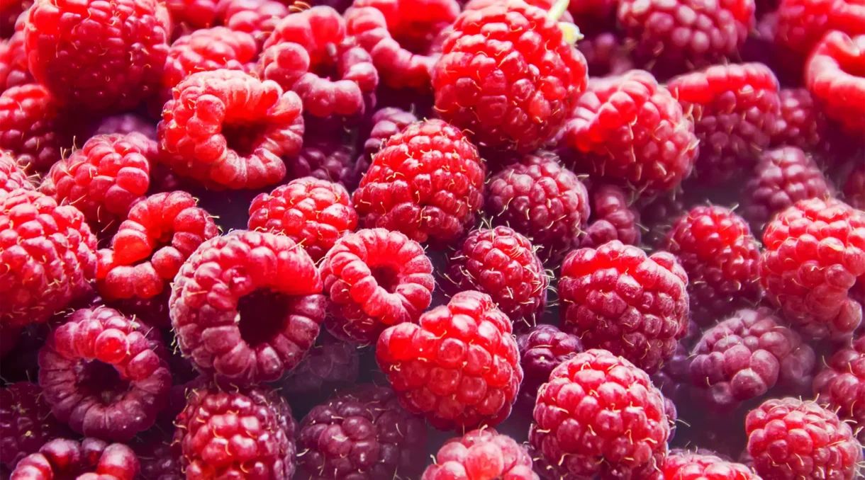 Morocco sets new record for raspberry exports to the Middle East