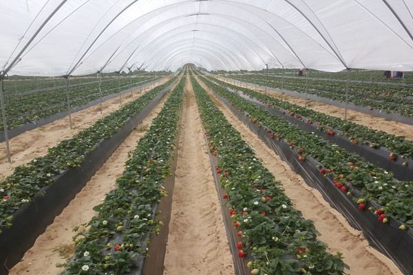 Spanish strawberries maintain market position despite challenges