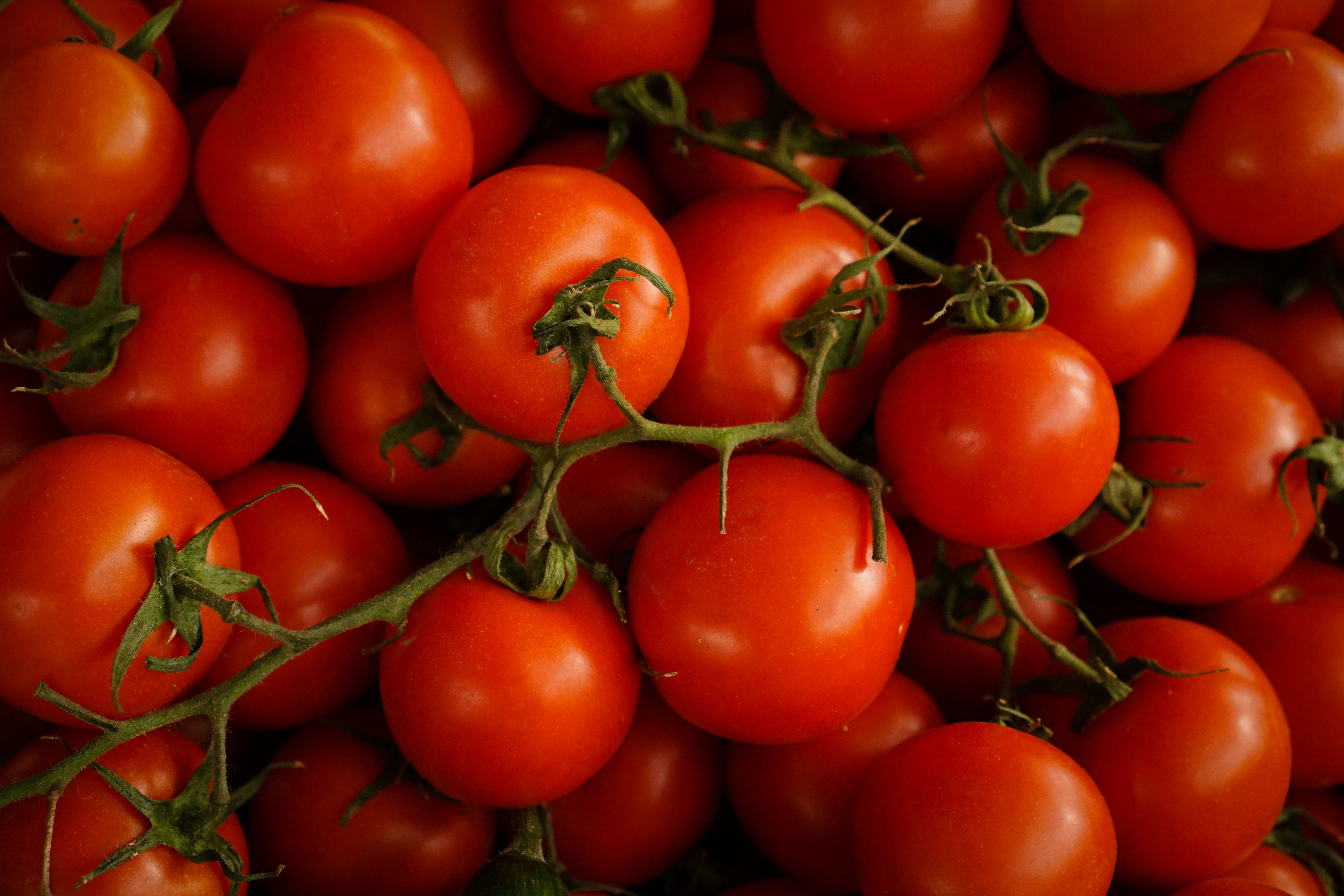 Marché mondial de la tomate : tensions sur l’offre et nouvelles pressions sur les prix