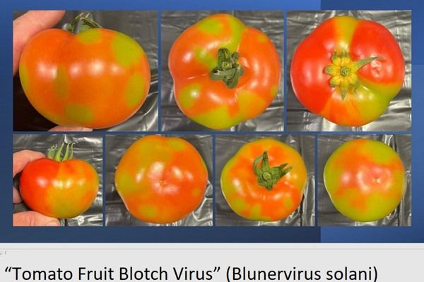 Tomatoes are under attack a novel virus
