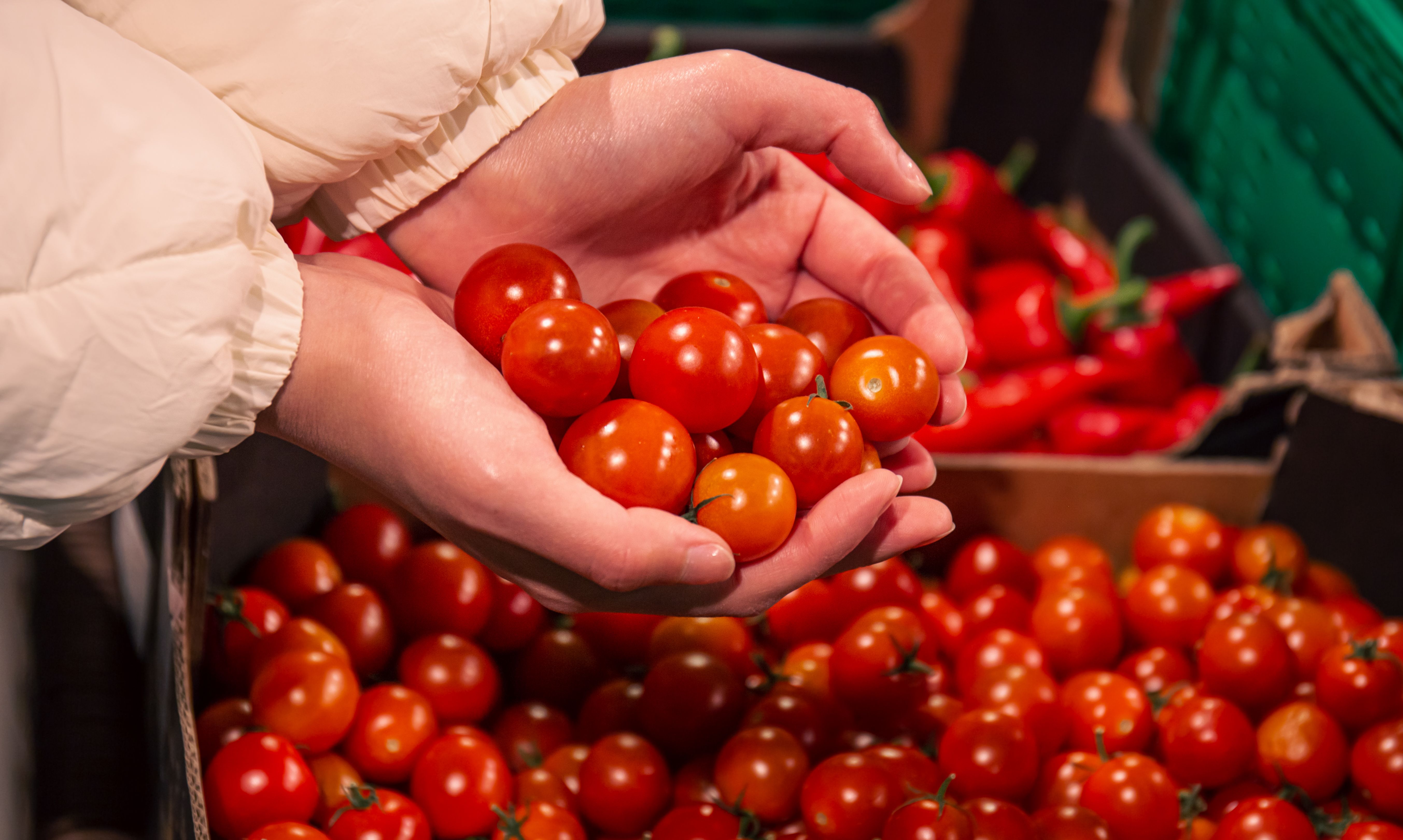Cajamar Experience Center trials aim to improve tomato production efficiency and reduce crop losses