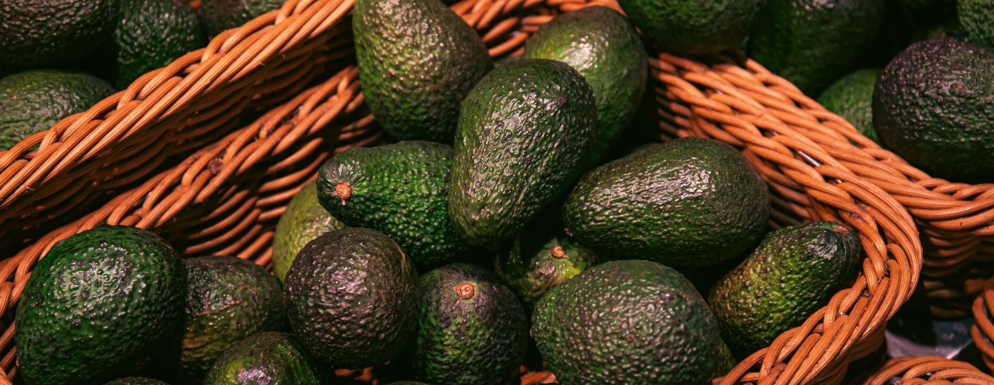 Les producteurs marocains d’avocats misent sur des fruits de plus gros calibres