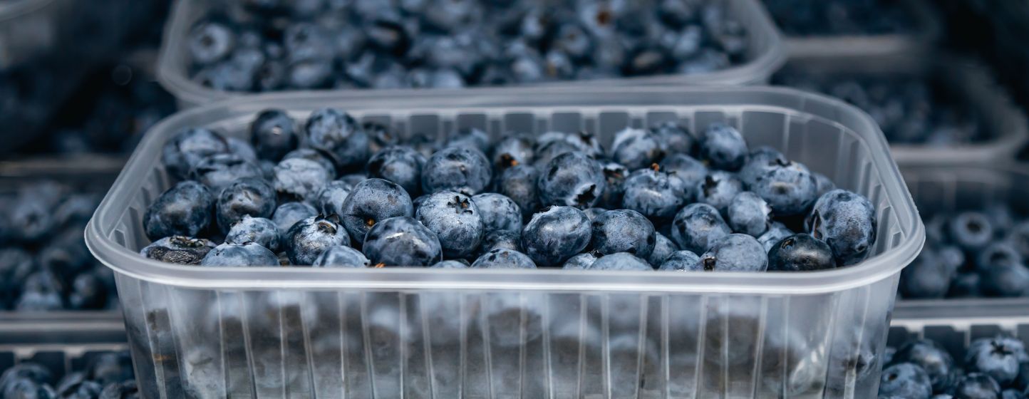 Indian Blueberry Production Evolves with Patented Varieties