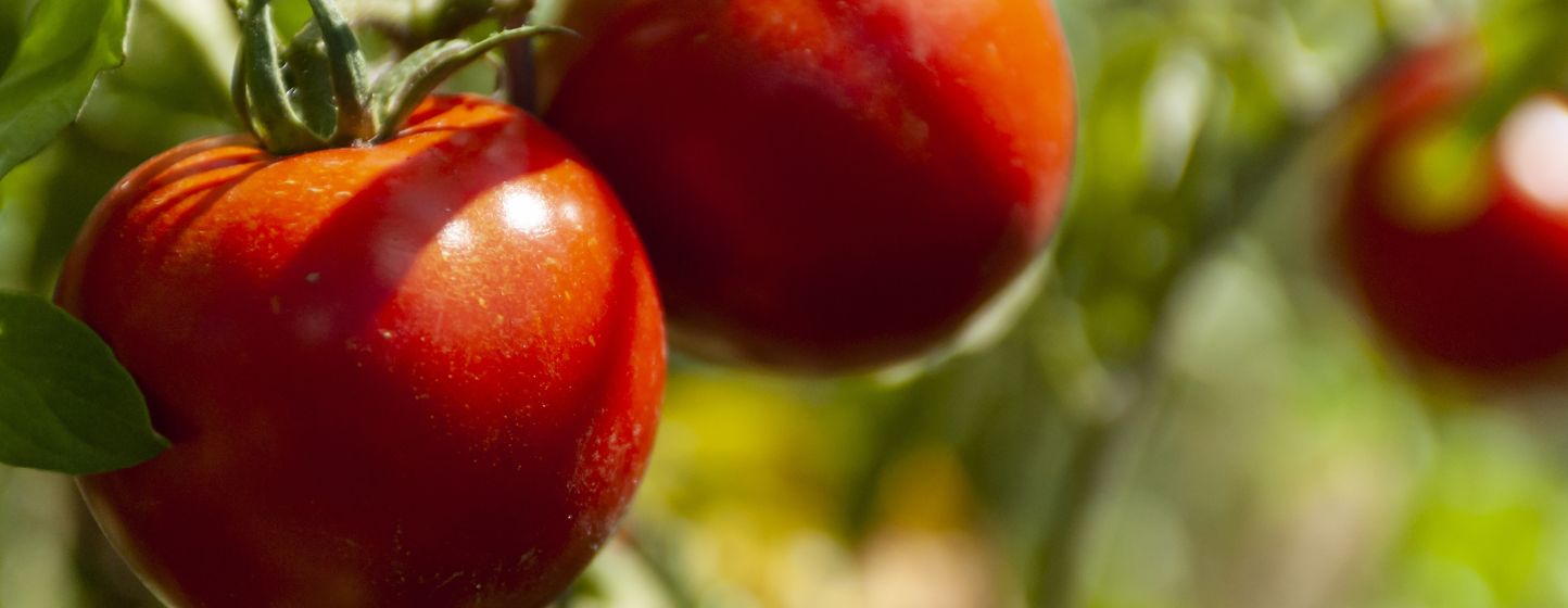 Tomate : nanoparticules de chitosane et bactérie renforcent défenses et rendement