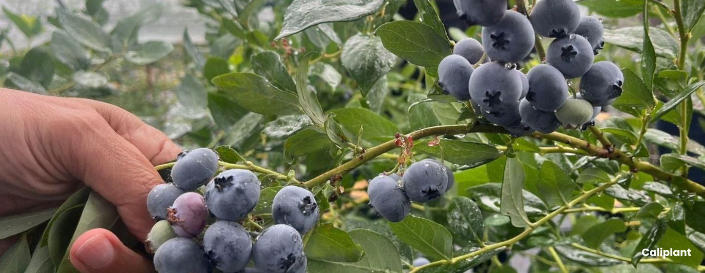 Myrtille : Matías™, une nouvelle variété à gros calibre et longue conservation