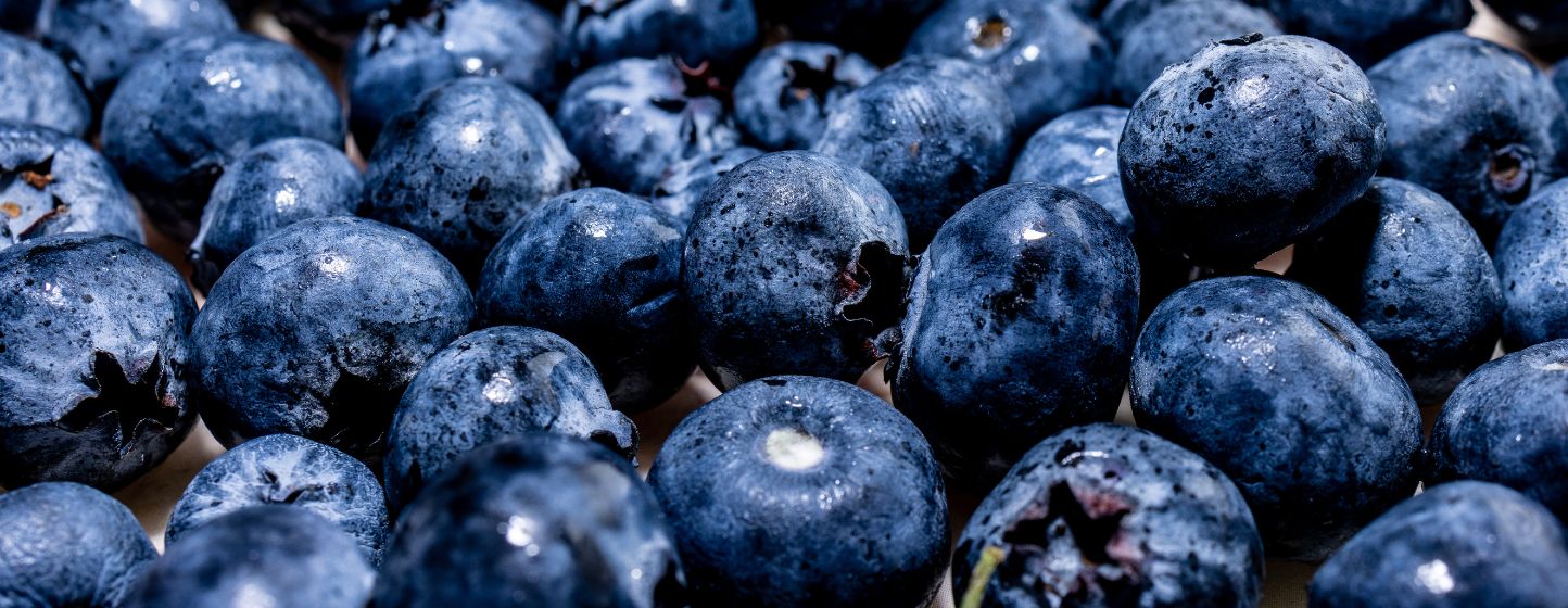 2025, l’année de la ''Renaissance bleue'' pour l’industrie mondiale de la myrtille