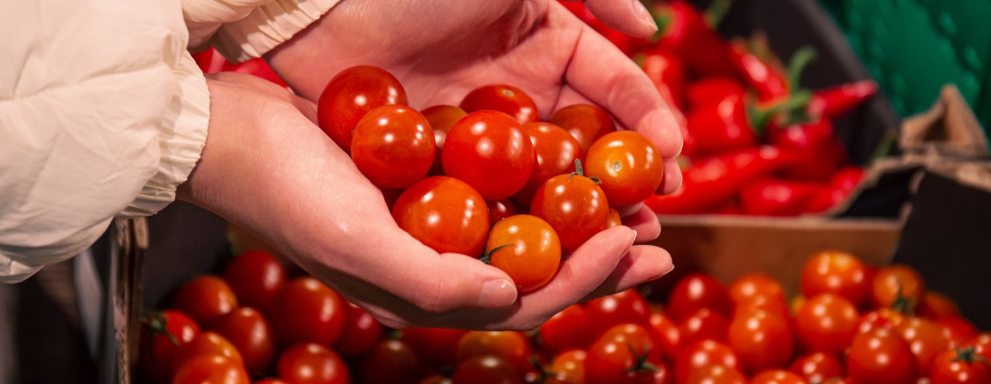 Cajamar Experience Center trials aim to improve tomato production efficiency and reduce crop losses