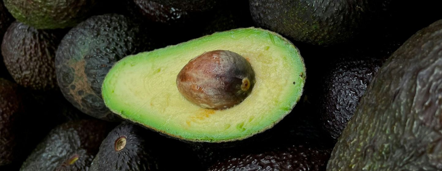 Avocat : le Maroc devient le premier exportateur d’Afrique en 2025