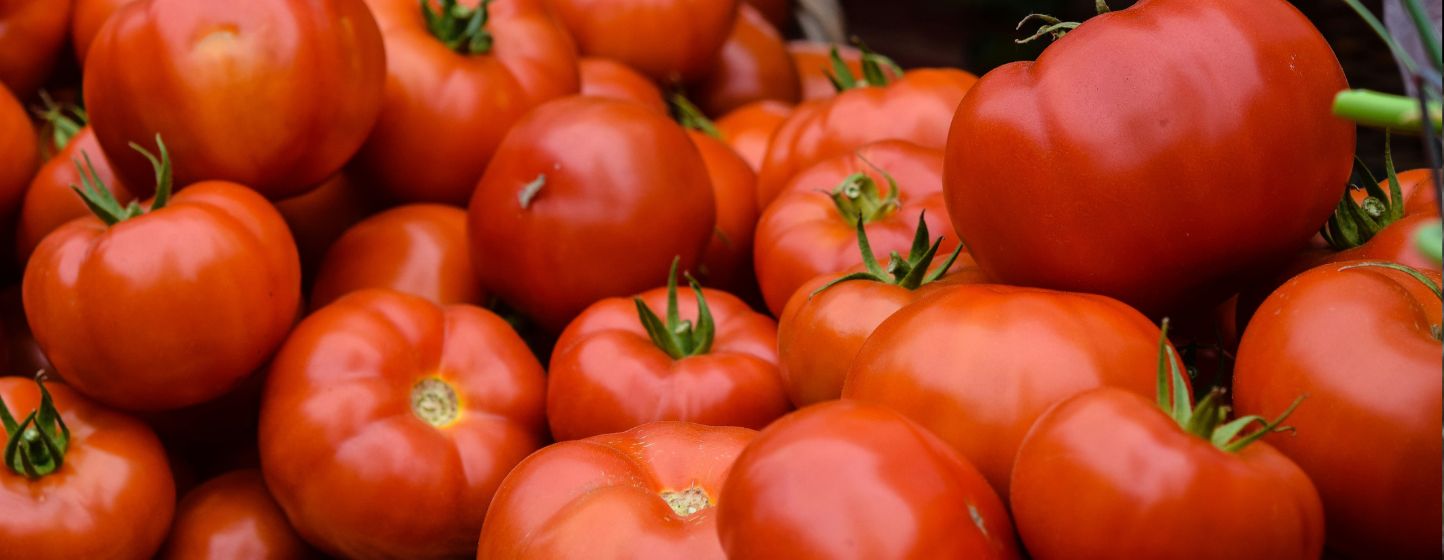 After the drought, Moroccan tomatoes face quality and export challenges