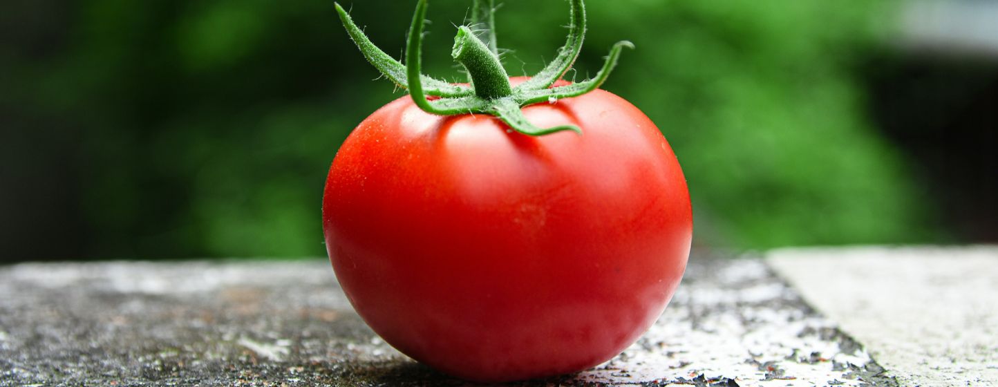 Tomates au Maroc : l'APEFEL et la FIFEL démentent un arrêt des exportations et confirment des ajustements temporaires