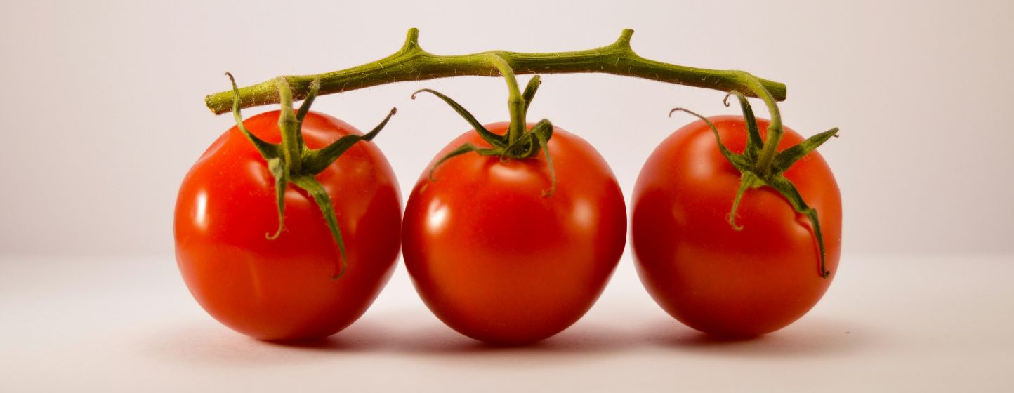 Finlande : les exportations marocaines de tomates atteignent un niveau record