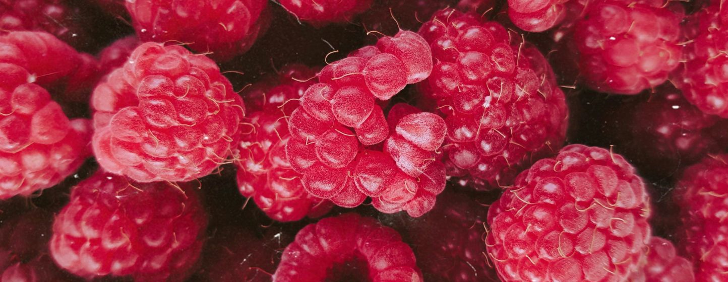 Framboise : un marché mondial sous pression entre climat, logistique et pénurie de main-d’œuvre