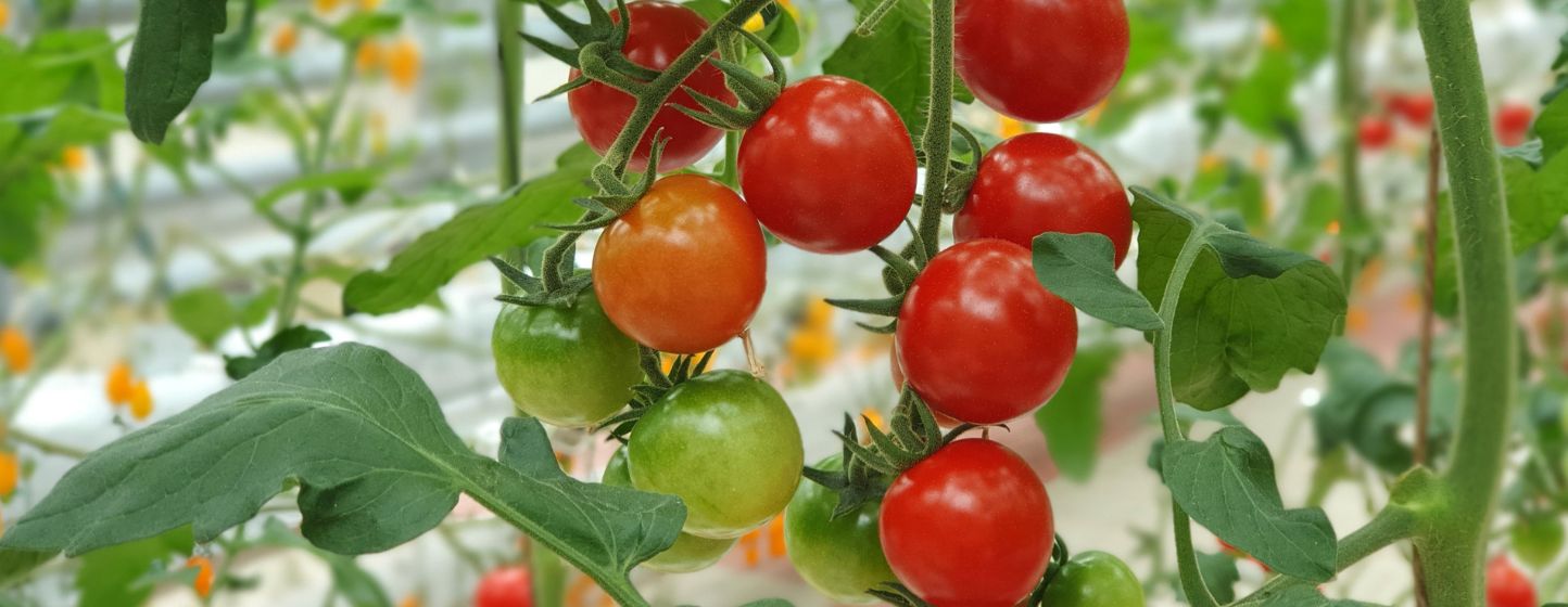 Tomates marocaines : climat, maladies et logistique pèsent sur les exportations