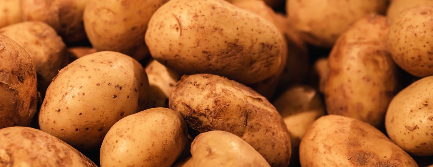 Pommes de terre : des rotations plus longues pour des rendements plus élevés et des cultures plus saines