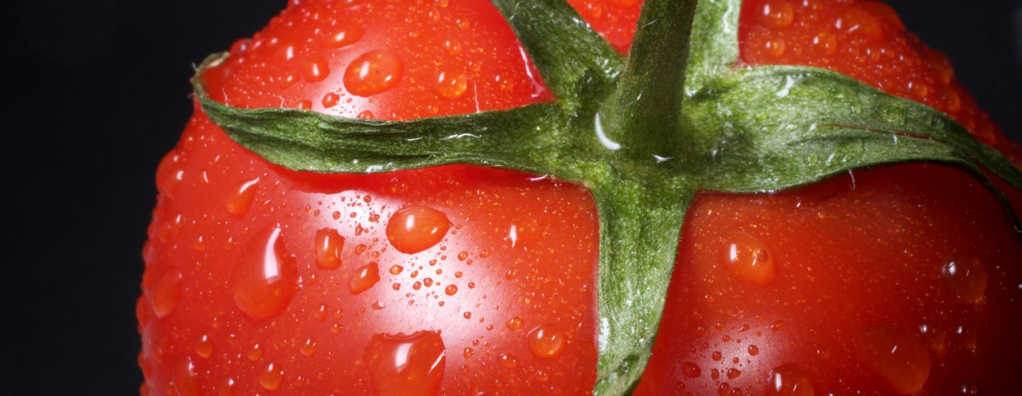 Les exportations marocaines de tomates atteignent 745 000 tonnes