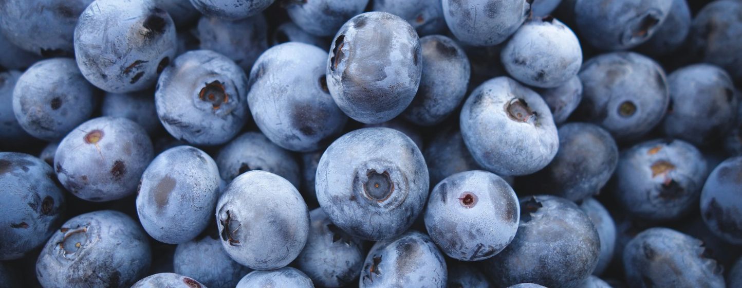 Le Royaume-Uni lance sa première variété locale de myrtille