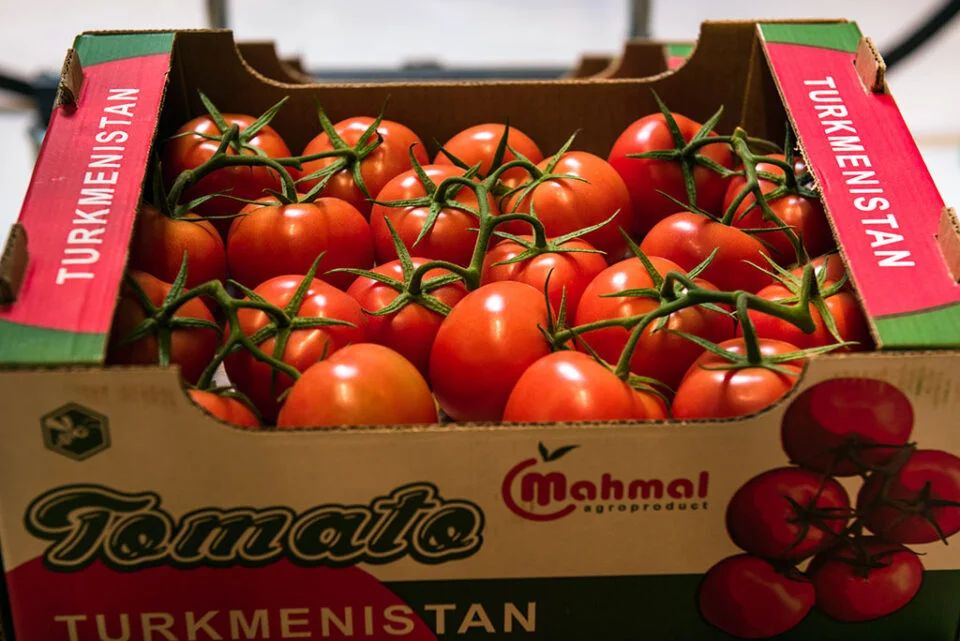 Turkmenistan's greenhouse growth extends to exporting tomatoes to Uzbekistan