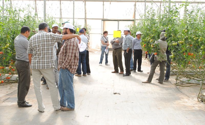 Conversion to Soilless Cultivation – 1st Edition